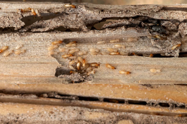 Best Residential Pest Control  in Fountainhead Orchard Hills, MD